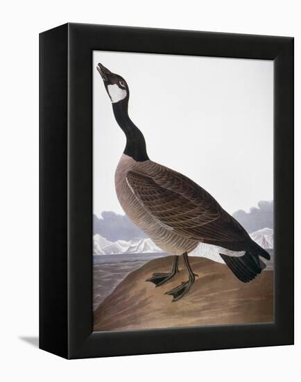 Audubon: Goose, 1827-John James Audubon-Framed Premier Image Canvas