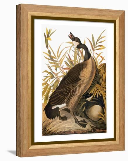 Audubon: Goose-John James Audubon-Framed Premier Image Canvas