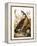 Audubon: Goose-John James Audubon-Framed Premier Image Canvas