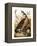 Audubon: Goose-John James Audubon-Framed Premier Image Canvas