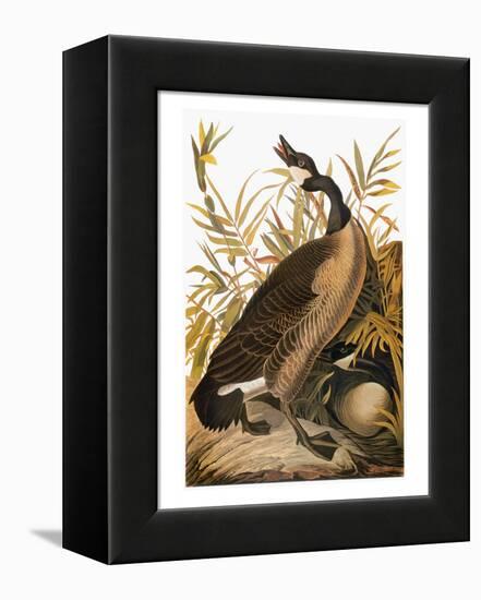 Audubon: Goose-John James Audubon-Framed Premier Image Canvas