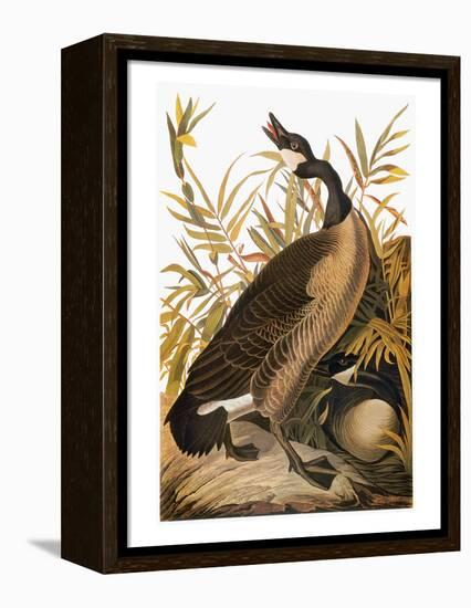 Audubon: Goose-John James Audubon-Framed Premier Image Canvas