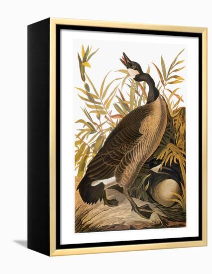 Audubon: Goose-John James Audubon-Framed Premier Image Canvas