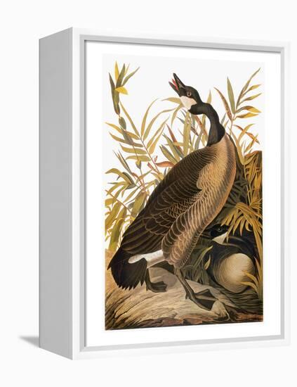 Audubon: Goose-John James Audubon-Framed Premier Image Canvas