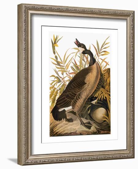 Audubon: Goose-John James Audubon-Framed Giclee Print