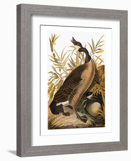 Audubon: Goose-John James Audubon-Framed Giclee Print