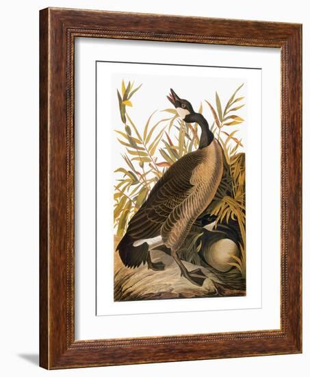 Audubon: Goose-John James Audubon-Framed Giclee Print