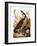 Audubon: Goose-John James Audubon-Framed Giclee Print