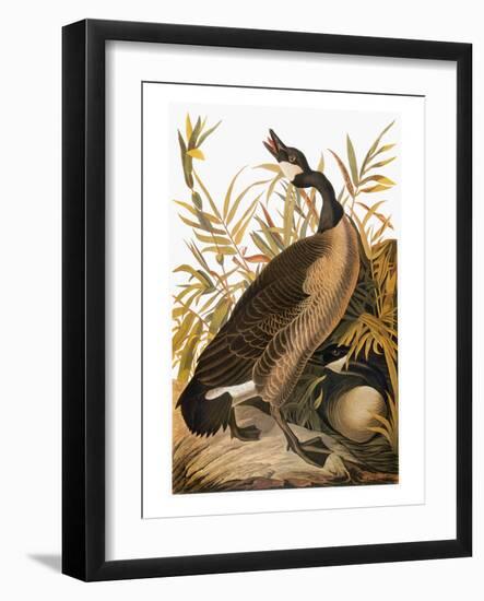 Audubon: Goose-John James Audubon-Framed Giclee Print