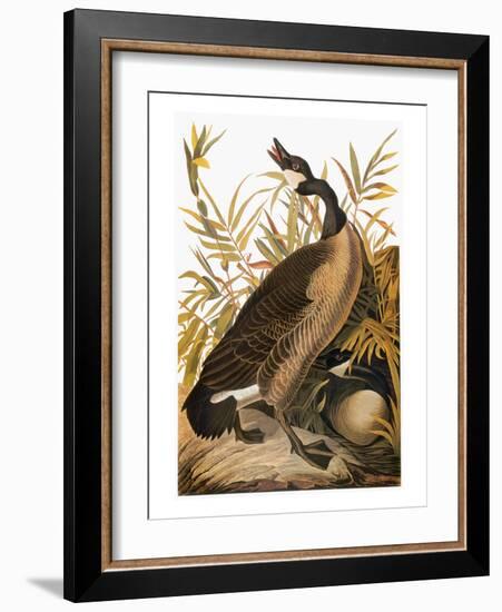 Audubon: Goose-John James Audubon-Framed Giclee Print