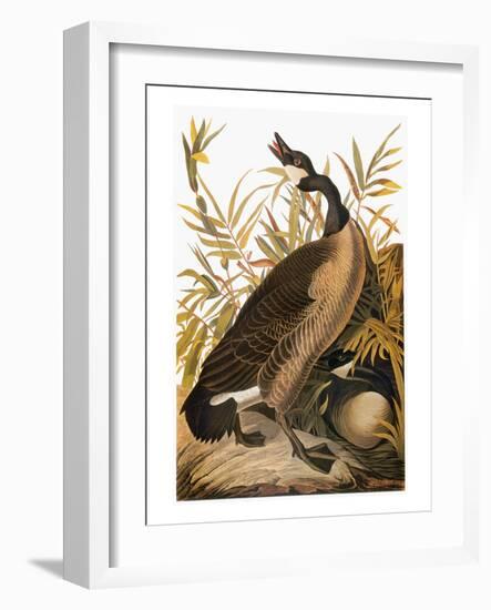 Audubon: Goose-John James Audubon-Framed Giclee Print