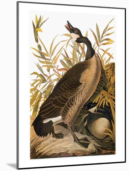 Audubon: Goose-John James Audubon-Mounted Giclee Print