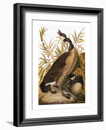 Audubon: Goose-John James Audubon-Framed Giclee Print