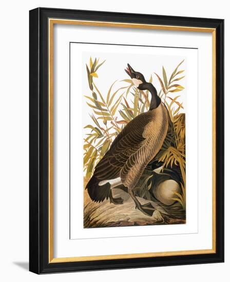 Audubon: Goose-John James Audubon-Framed Giclee Print