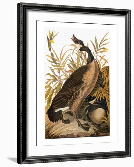 Audubon: Goose-John James Audubon-Framed Giclee Print