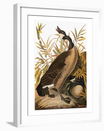 Audubon: Goose-John James Audubon-Framed Giclee Print