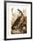 Audubon: Goose-John James Audubon-Framed Giclee Print