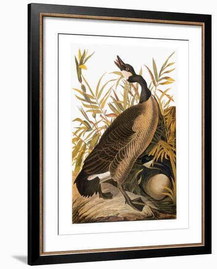 Audubon: Goose-John James Audubon-Framed Giclee Print