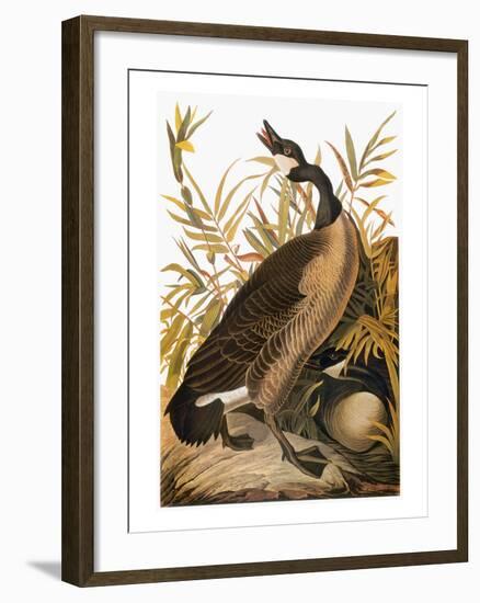 Audubon: Goose-John James Audubon-Framed Giclee Print