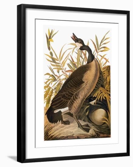 Audubon: Goose-John James Audubon-Framed Giclee Print