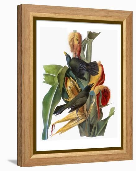 Audubon: Grackle-John James Audubon-Framed Premier Image Canvas