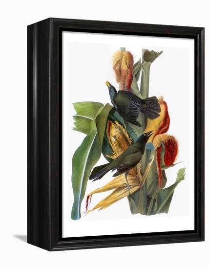 Audubon: Grackle-John James Audubon-Framed Premier Image Canvas