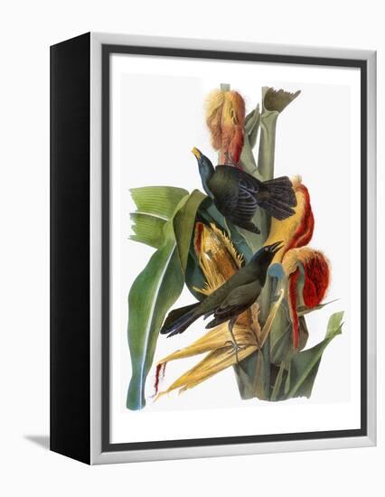 Audubon: Grackle-John James Audubon-Framed Premier Image Canvas