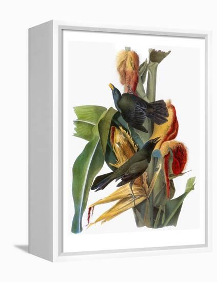 Audubon: Grackle-John James Audubon-Framed Premier Image Canvas