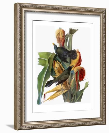 Audubon: Grackle-John James Audubon-Framed Giclee Print