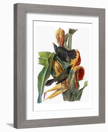 Audubon: Grackle-John James Audubon-Framed Giclee Print