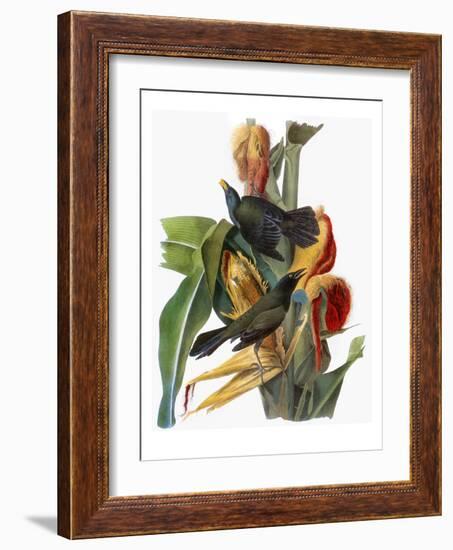 Audubon: Grackle-John James Audubon-Framed Giclee Print