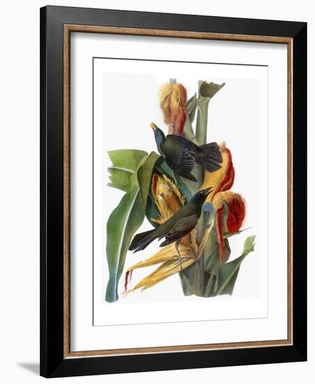 Audubon: Grackle-John James Audubon-Framed Giclee Print