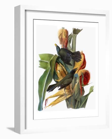 Audubon: Grackle-John James Audubon-Framed Giclee Print