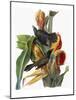 Audubon: Grackle-John James Audubon-Mounted Giclee Print