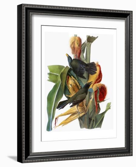 Audubon: Grackle-John James Audubon-Framed Giclee Print