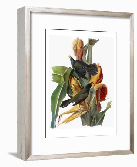 Audubon: Grackle-John James Audubon-Framed Giclee Print