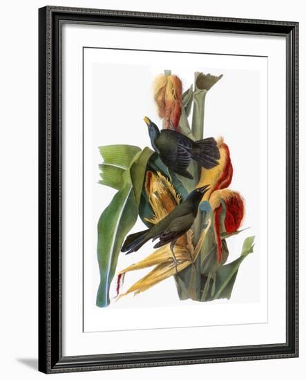 Audubon: Grackle-John James Audubon-Framed Giclee Print