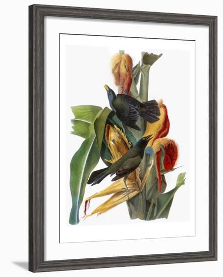 Audubon: Grackle-John James Audubon-Framed Giclee Print