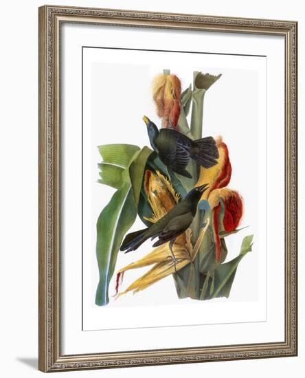 Audubon: Grackle-John James Audubon-Framed Giclee Print