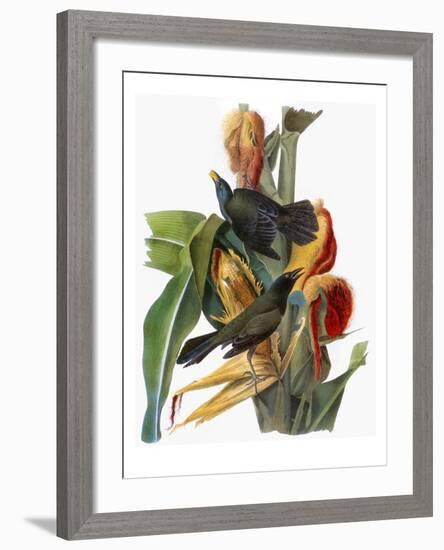 Audubon: Grackle-John James Audubon-Framed Giclee Print