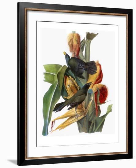 Audubon: Grackle-John James Audubon-Framed Giclee Print