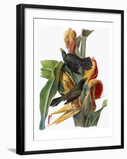 Audubon: Grackle-John James Audubon-Framed Giclee Print