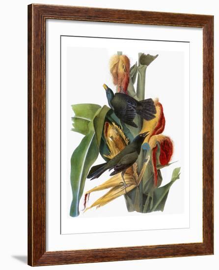 Audubon: Grackle-John James Audubon-Framed Giclee Print