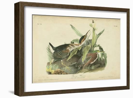 Audubon Green Heron-John James Audubon-Framed Art Print