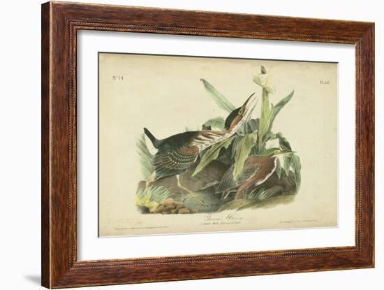 Audubon Green Heron-John James Audubon-Framed Art Print