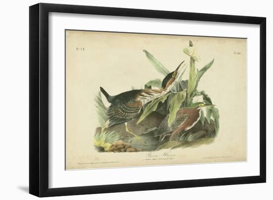 Audubon Green Heron-John James Audubon-Framed Art Print