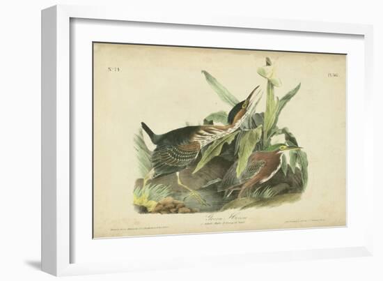 Audubon Green Heron-John James Audubon-Framed Art Print