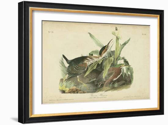 Audubon Green Heron-John James Audubon-Framed Art Print