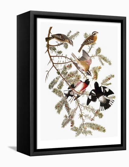 Audubon: Grosbeak-John James Audubon-Framed Premier Image Canvas