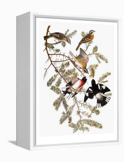 Audubon: Grosbeak-John James Audubon-Framed Premier Image Canvas